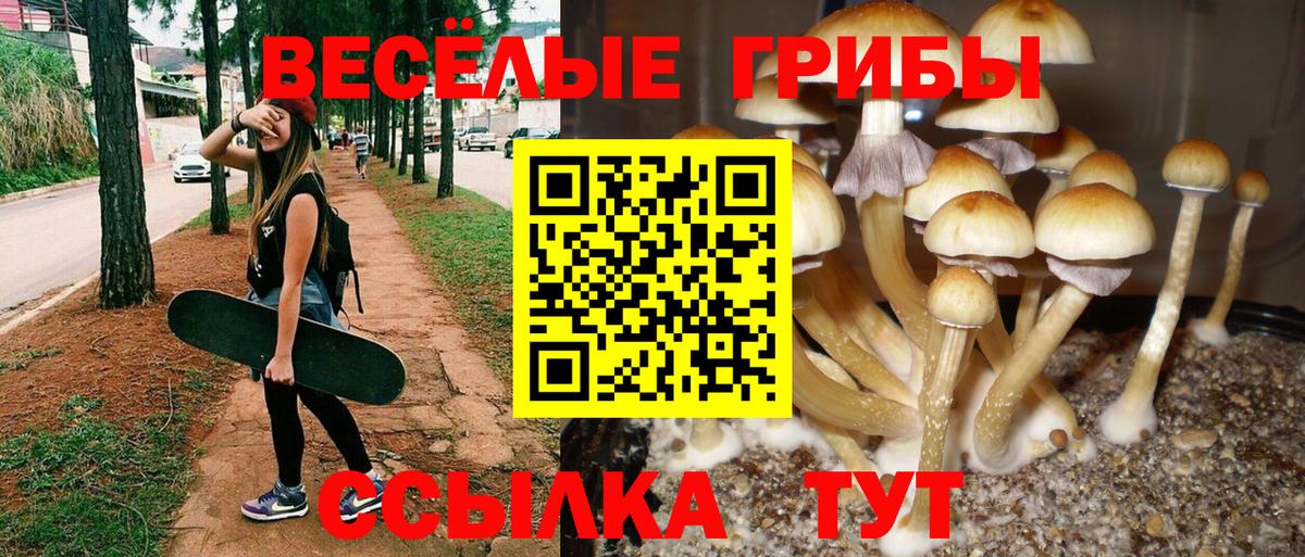 Галлюциногенные грибы мицелий  Вход с VPN  Уварово  Галлюциногенные грибы Psilocybe 